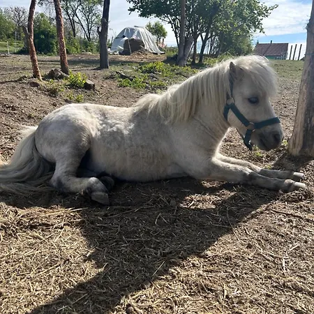 Pajkos Poni Elmenybirtok Vendeghaz